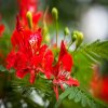 Ohňový strom - Delonix regia - semená ohňového stromu - 6 ks