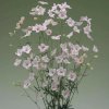 Stračonôžka Jennys Pearl F1 Pink - Delphinium grandiflorum - semená stračonôžky - 10 ks