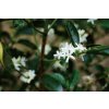 Caffe4U Costa Rica MOZART - 200g