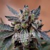 Blimburn Seeds Cannabis Seeds Mochi Gelato Feminized 3 ks