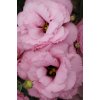 LISIANTHUS, CUT FLOWER DOUBLE, ABC 2 ROSE, 1000 semien