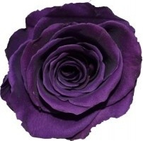 Tereza Purple - fialová (Aranž 1x premium stabilizovaná \