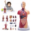 Anatomický model ľudského trupu Kgedon, 28 cm