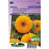 Helianthus annuus (slnečnica) plnokvetá Teddy Bear (Macko) 1,4 g cca. 28 semien