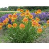 Echinacea purpurová Marmalade, kont. 1 l