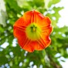 Durman krvavý - Brugmansia sanguinea - semená durmanu - 7 ks