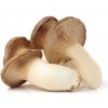 Hliva kráľovská máčková - Pleurotus eryngii - sadivo - 250 ml