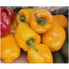 Bio Paprika Quadrato Asti Giallo - Capsicum annuum - predaj bio semien - 8 ks