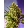 Sweet Seeds Big Devil Auto – 5 ks fem. a samonakvétací semínka Sweet Seeds neobsahuje THC 5 semen