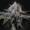 Paradise Seeds Peach Frosting Semienka neobsahujú THC 5 ks