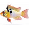 Aquascaperi Ramirezka– Papiliochromis ramirezi / original