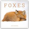 Foxes Square Wall Calendar 2025