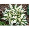 Hosta Fire and Ice, kont. 1 l