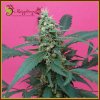 Dr. Krippling Seeds - Mong-U-Mental 1 ks - Semená neobsahujú THC