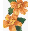 zuty Zuty - Maľovanie Podľa Čísel - Oranžové Kvety Ibištek (Alexandria Gilbert), 40X50 Cm, Plátno+Rám (8596530118817)