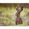 Diamondi Diamantové maľovanie - ZAJAC V TRÁVE Rámovanie: bez rámu a bez vypnutia plátna, Rozmer: 40x50 cm