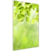 Vertikálny foto obraz akryl do obývačky Zelené listy 50x100 cm