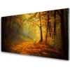 Sklenený obklad Do kuchyne Les cestička stromy príroda 100x50 cm