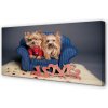 Obraz na plátne yorkie 100x50 cm