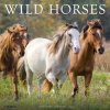 Wild Horses 2026 12 X 12 Wall Calendar (Kalendár)