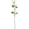KONÁR KLEMATIS biely 88CM