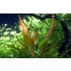 Echinodorus Rosé