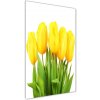 Vertikálny foto obraz sklenený Žlté tulipány 50x100 cm