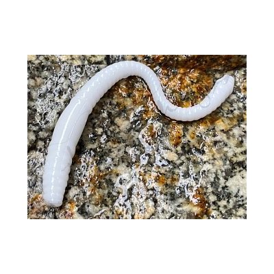 Libra Lures Dying Worm 7cm White 001 15ks