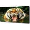 Foto obraz na plátne Revúci tigre 100x50 cm