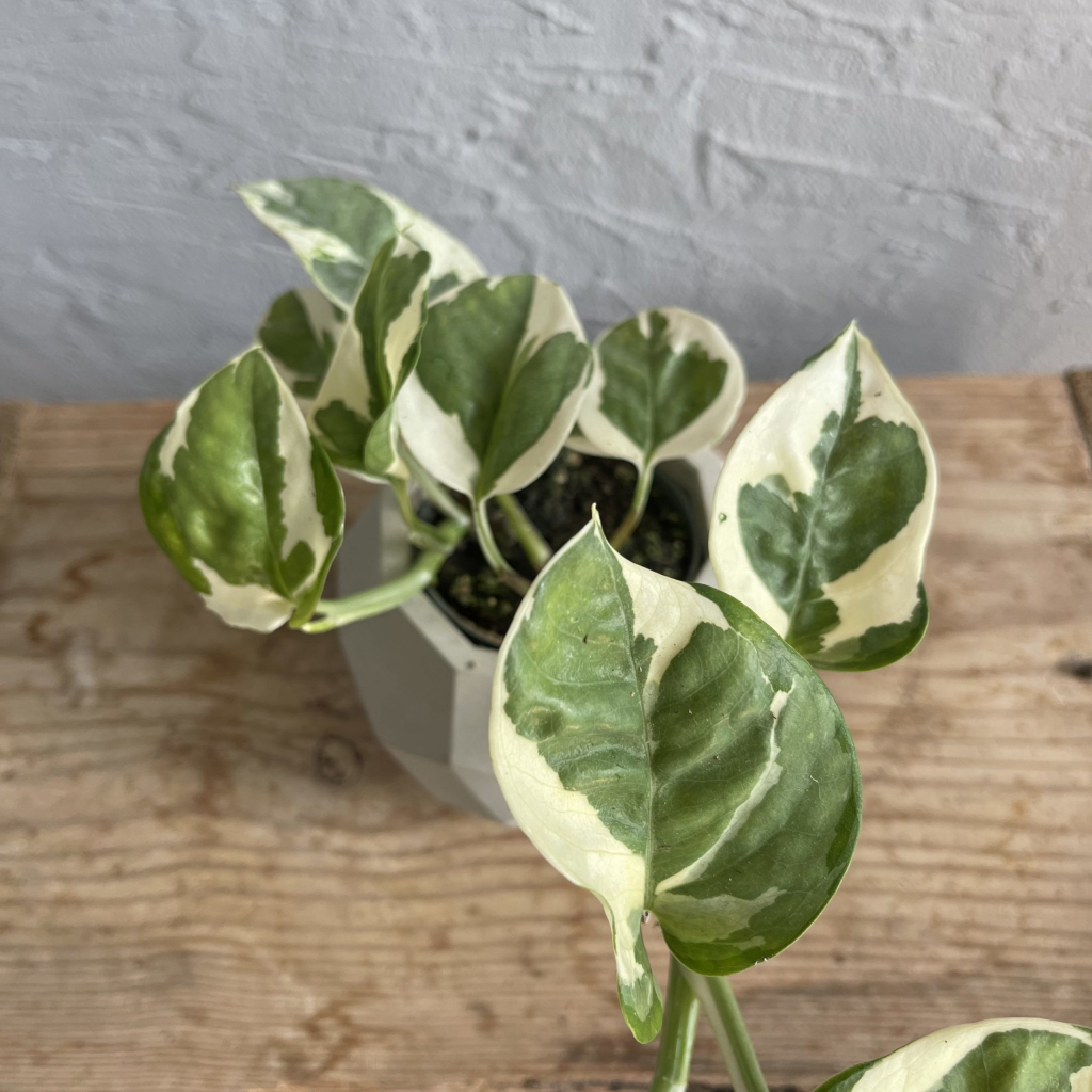 Epipremnum Pothos aureum White Panther baby