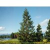 Sekvoja vždyzelená, výška 100-130 cm, kvetináč 5 l