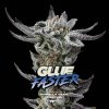 BSF Seeds - Gorilla Glue Faster 4 ks - Semená neobsahujú THC