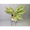 Aglaonema Chartreuse Pretty
