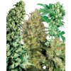 Sensi Seeds Indoor Mix regular semena neobsahují THC 25 ks