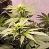 Mr. Nice Early Queen regular semena neobsahují THC 15 ks