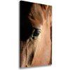 Vertikálny foto obraz canvas Kôň 50x100 cm