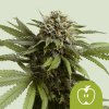 Royal Queen Seeds Semená konope Apple Fritter Auto 5 ks