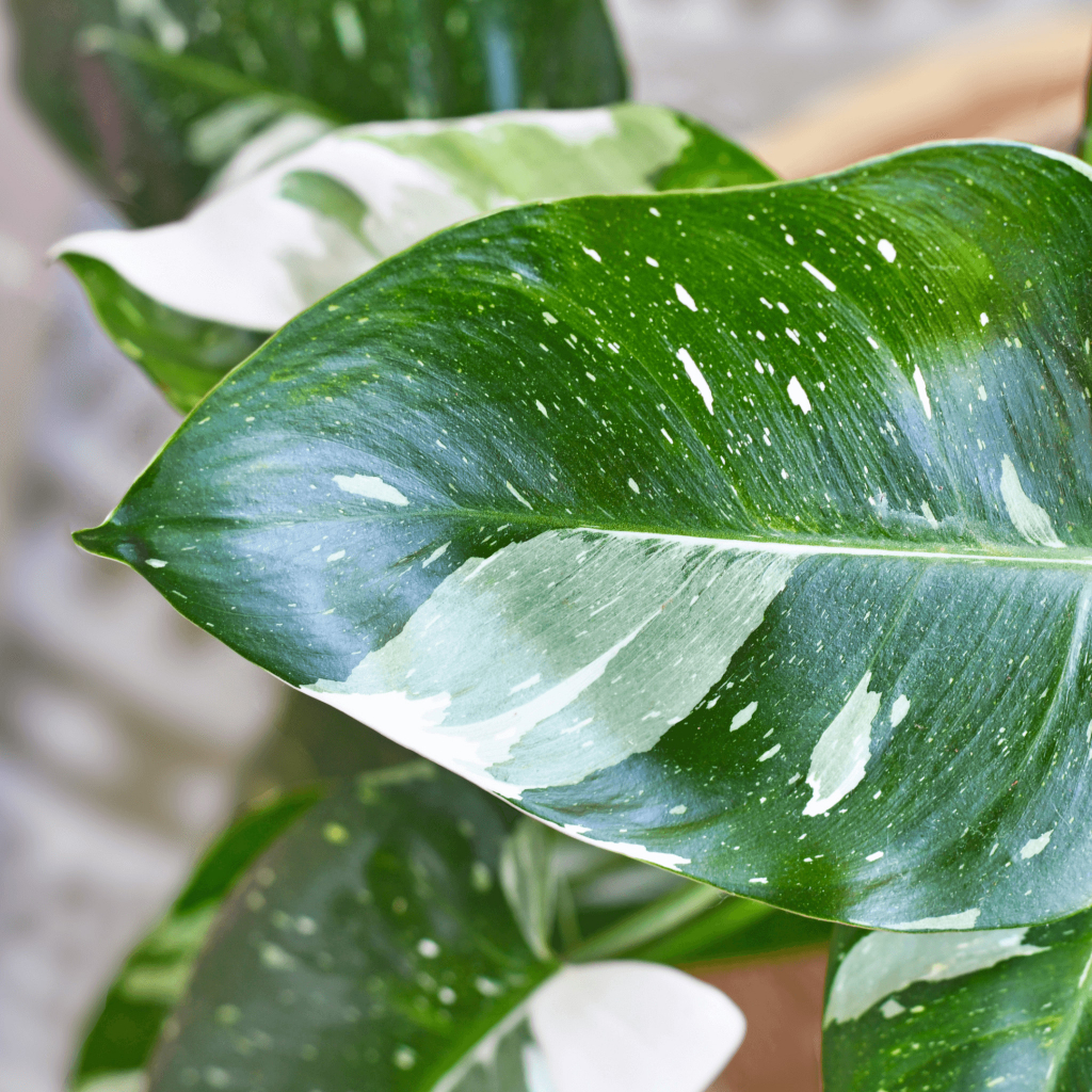 Philodendron White Princess baby 10 cm