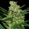 Sensi Seeds Research - Pumpkin Spice 1 ks - Semená neobsahujú THC