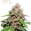 Seedstockers Superior - Forbidden Mochi Auto 3 ks - semená neobsahujú THC
