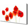 Obraz Canvas Maky rastlina príroda 100x50 cm