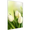 Vertikálny foto obraz akryl do obývačky Biele tulipány 50x100 cm