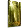 Vertikálny foto obraz na plátne Slnko v lese 50x100 cm