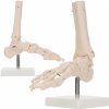 4FIZJO Anatomický model členkového kĺbu v mierke 1:1