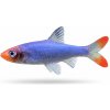 Aquascaperi Razbora Sawbwa – Rasbora Sawbwa