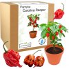 Sada na pestovanie papriky Carolina Reaper HP22B Červené semená - NAJOSTREJŠIE