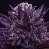 Anesia Seeds - Imperium X 3 ks - Semienka neobsahujú THC