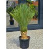 Yucca rostrata vo výške 165 cm, s výškou kmeňa 44 cm