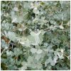 Eucalyptus Gunnii - Blahovičník Gunnov - Eucalyptus gunnii - predaj semien - 10 ks