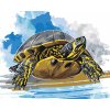 ZUTY Maľovanie podľa čísel VODNÁ KORYTNAČKA Rámovanie vypnuté plátno na rám Rozmer 80 x 100 cm